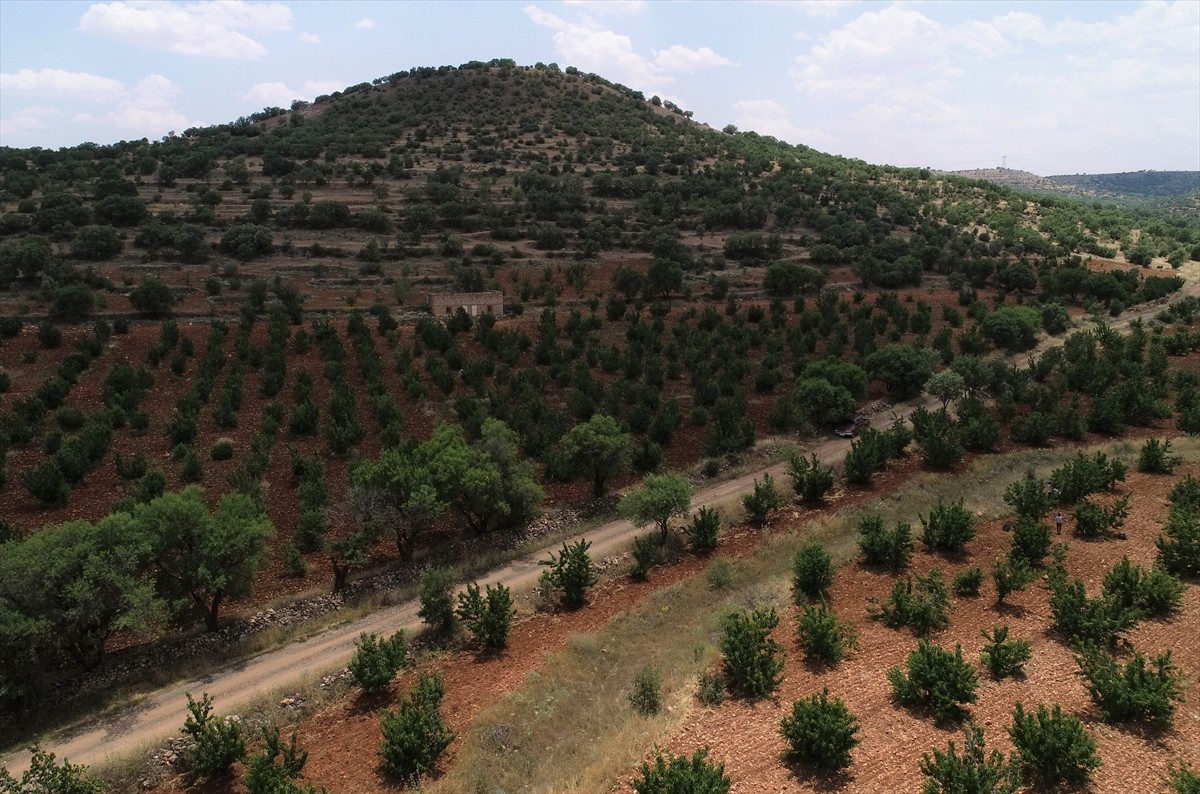 Mardin'in Yeşilli ilçesinde tadı ve aromasıyla beğenilen ve uzun yıllardır adına festival...