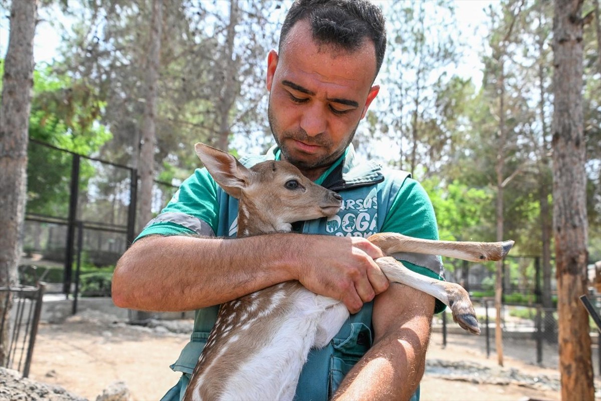 Mersin'deki Tarsus Doğa Parkı'nda lemur, geyik, zebra ve tay yavruları dünyaya geldi.