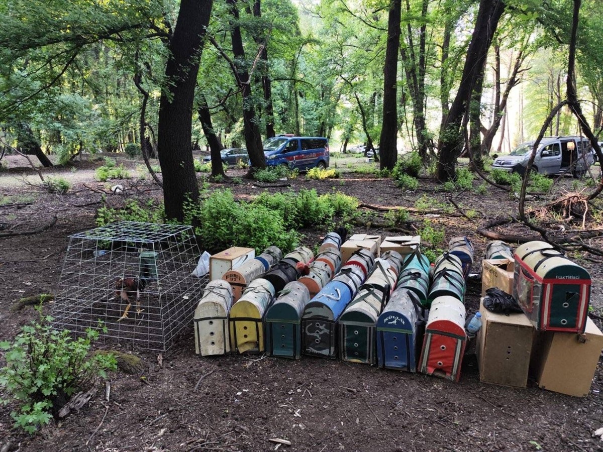 Muğla'da, Köyceğiz Hayvanları Çevreyi ve Doğayı Koruma Derneği Başkanı Ü.B. ile 15 şüpheli horoz...