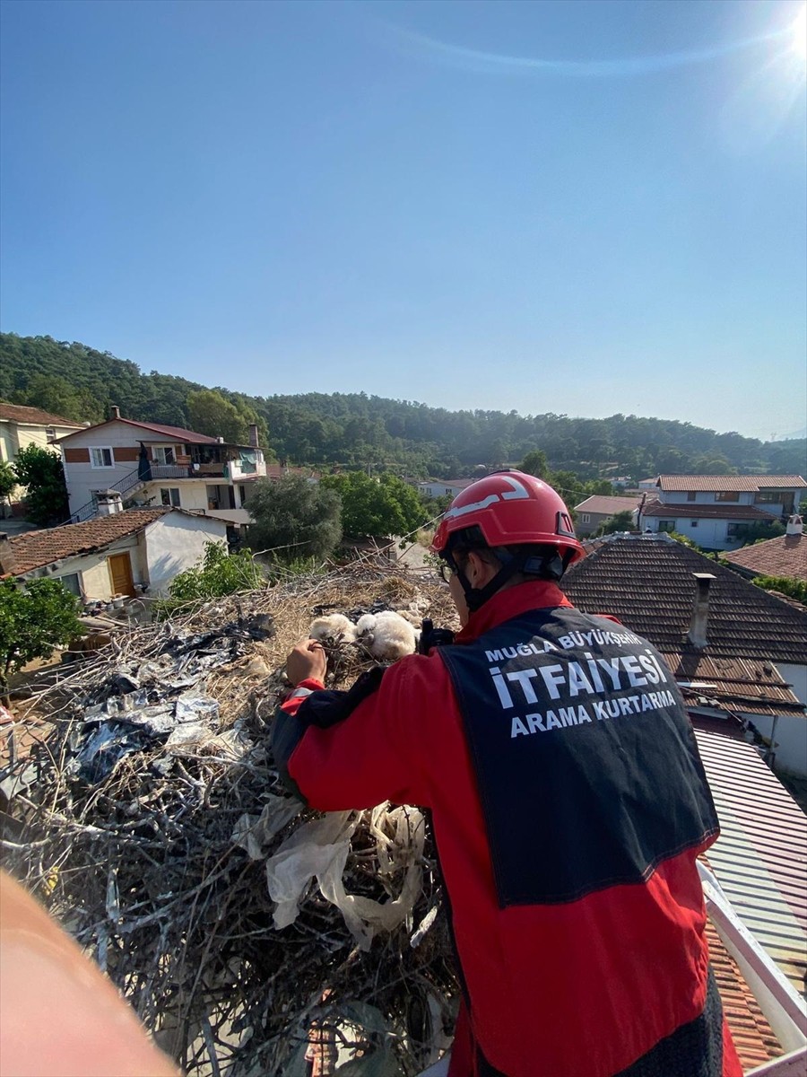 Muğla'nın Ula ilçesinde yuvalarında ayaklarına ip dolanan leylek yavruları, itfaiye ekiplerince...
