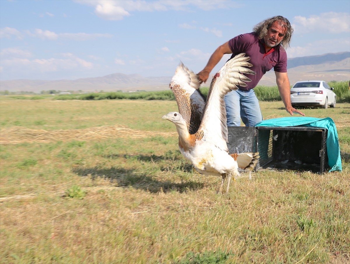 Muş'ta 12 Mayıs'ta yaralı ve bitkin bulunarak Van'a getirilen toy kuşu, tedavisinin ardından...