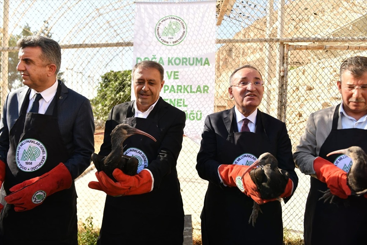 Nesli tükenme tehlikesi altında olduğu için Şanlıurfa'nın Birecik ilçesindeki üretim istasyonunda...