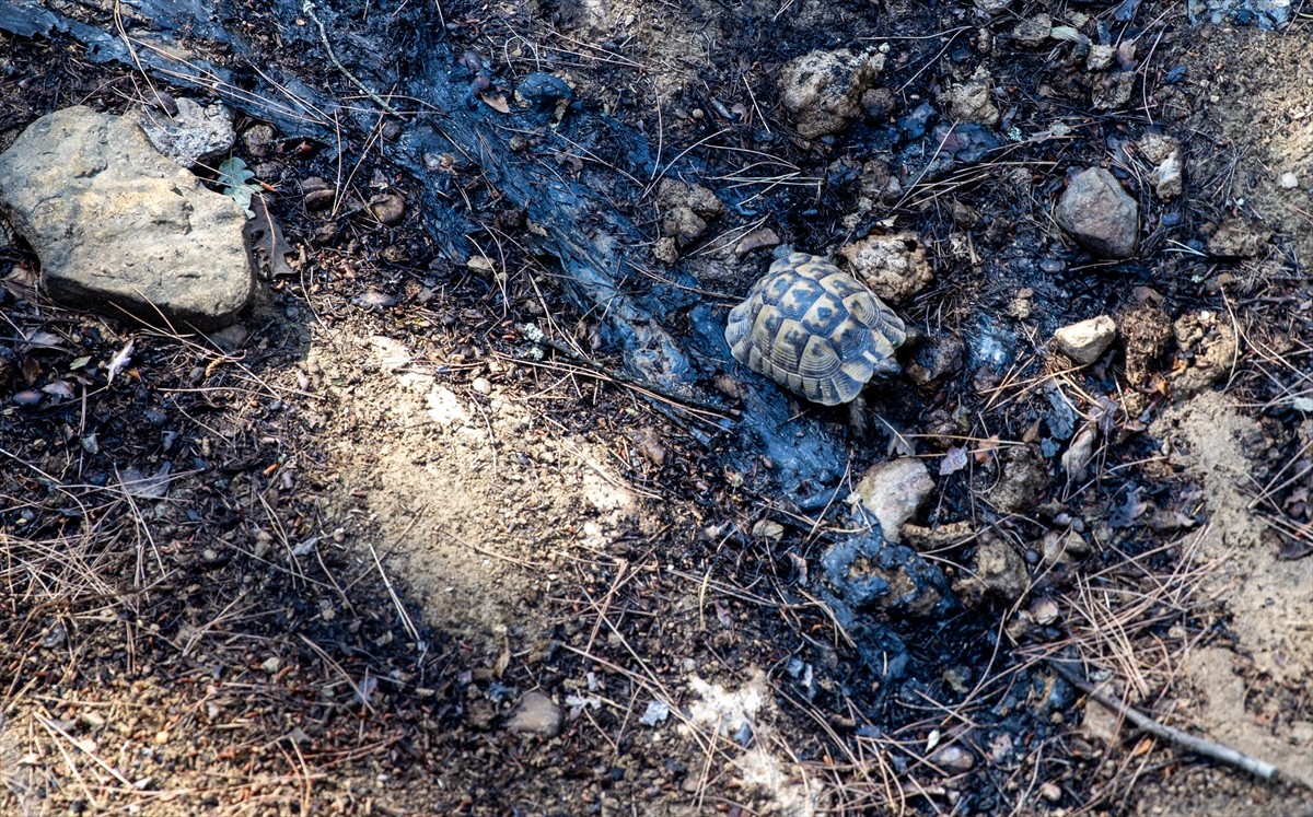 Sakarya'nın Taraklı ilçesindeki orman yangınında ekiplerin soğutma çalışmaları sürüyor. Hacıyakup...