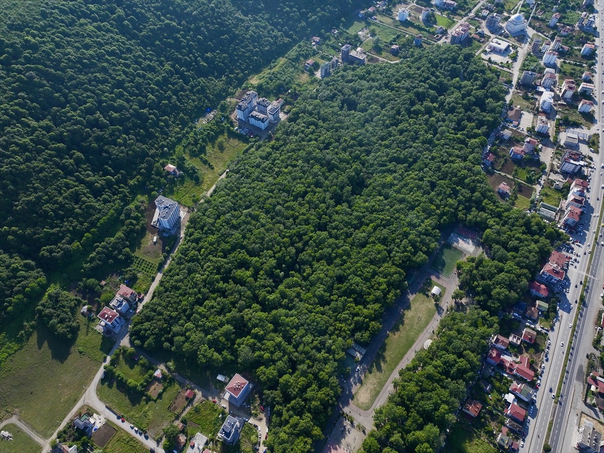 Samsun'da Atakum ilçe merkezine 19 kilometre mesafede yer alan Çakırlar ‎Korusu'ndaki "Subasar...