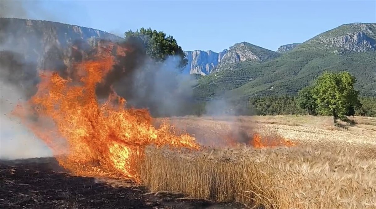 Samsun'un Vezirköprü ilçesinde çıkan yangında yaklaşık 11 dönüm buğday ekili ve 50 dönüm anız...