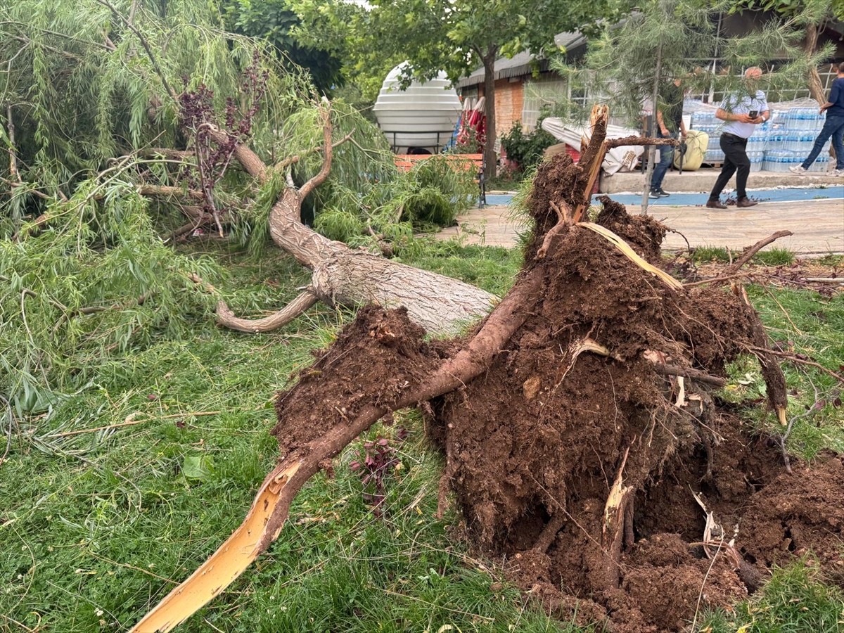 Siirt merkez ve Kurtalan ilçesinde kuvvetli rüzgar nedeniyle bazı ağaçlar devrildi.