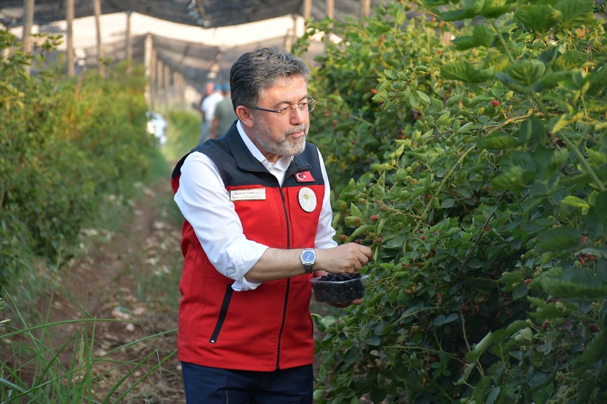 Tarım ve Orman Bakanı İbrahim Yumaklı, Siirt'in Kurtalan ilçesinin Gökdoğan köyünde böğürtlen...