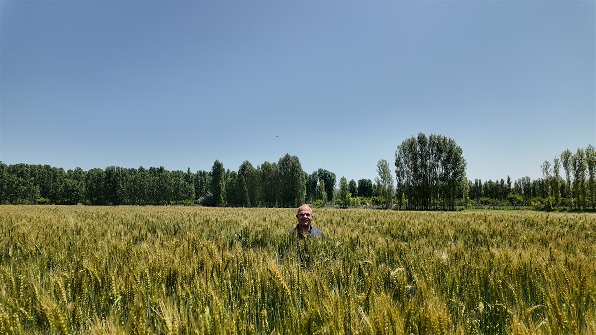 Tarım ve Orman Bakanlığının yüzde 50 hibe desteğiyle dağıttığı yerli ve milli buğday çeşidi...