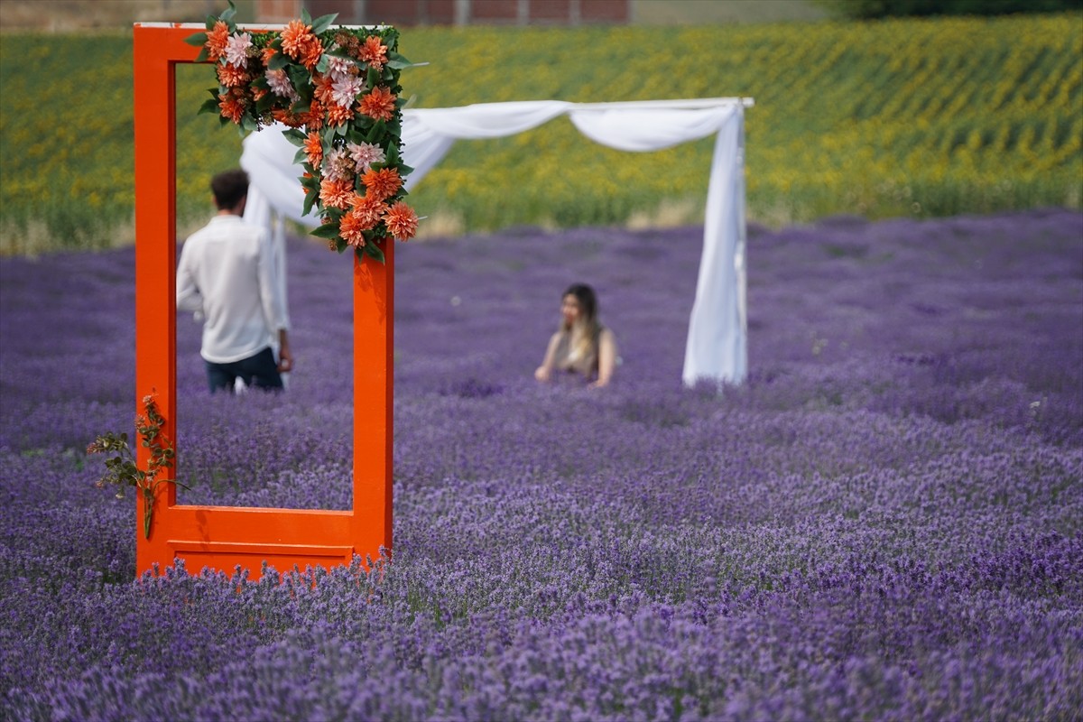 Tekirdağ'da öğrenciler lavanta tarlasında karnelerini aldı. Karneleri alan öğrenciler daha sonra...