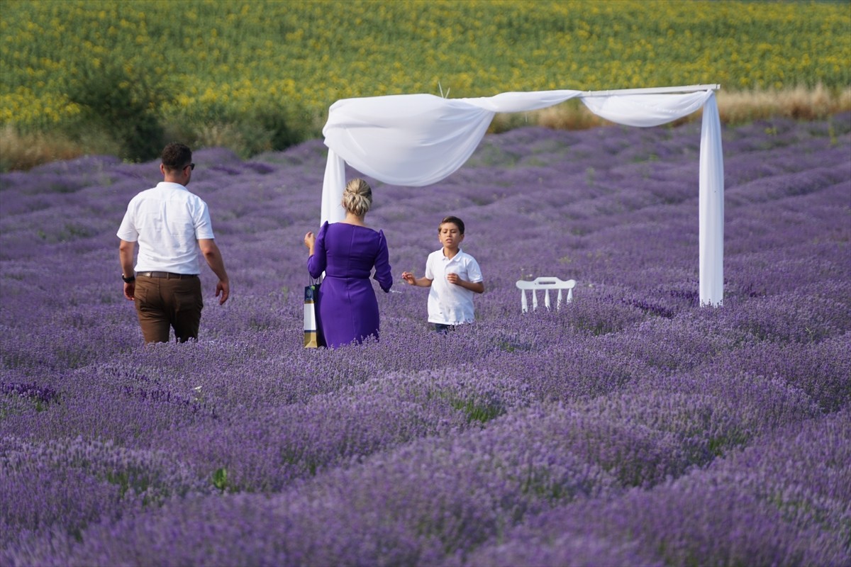 Tekirdağ’da lavanta ve ayçiçeği tarlaları, mor ve sarı renkleriyle görsel şölen sunarak kentin...