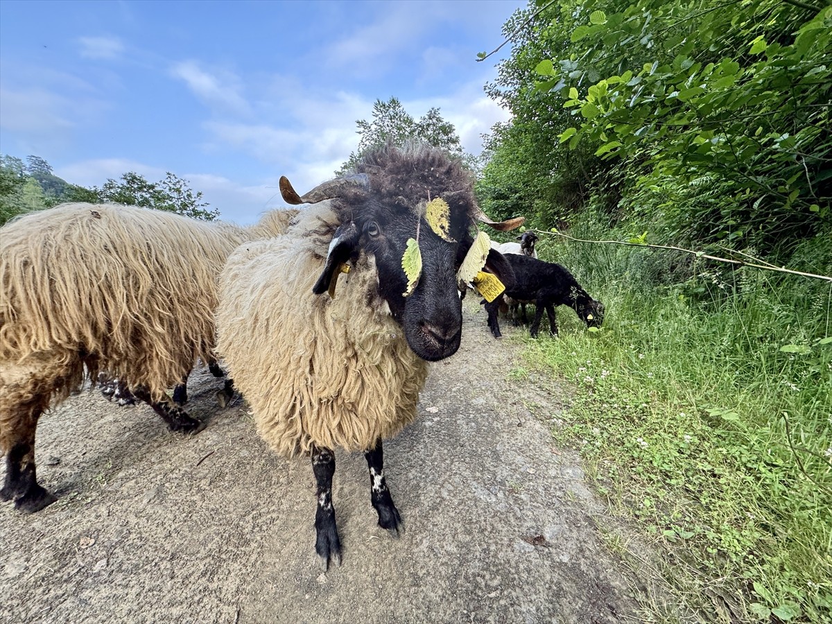 Trabzon'un Akçaabat ilçesinde yaşayan Tuncer Tolip, bacağı kırılınca kesmek ya da satmak yerine...
