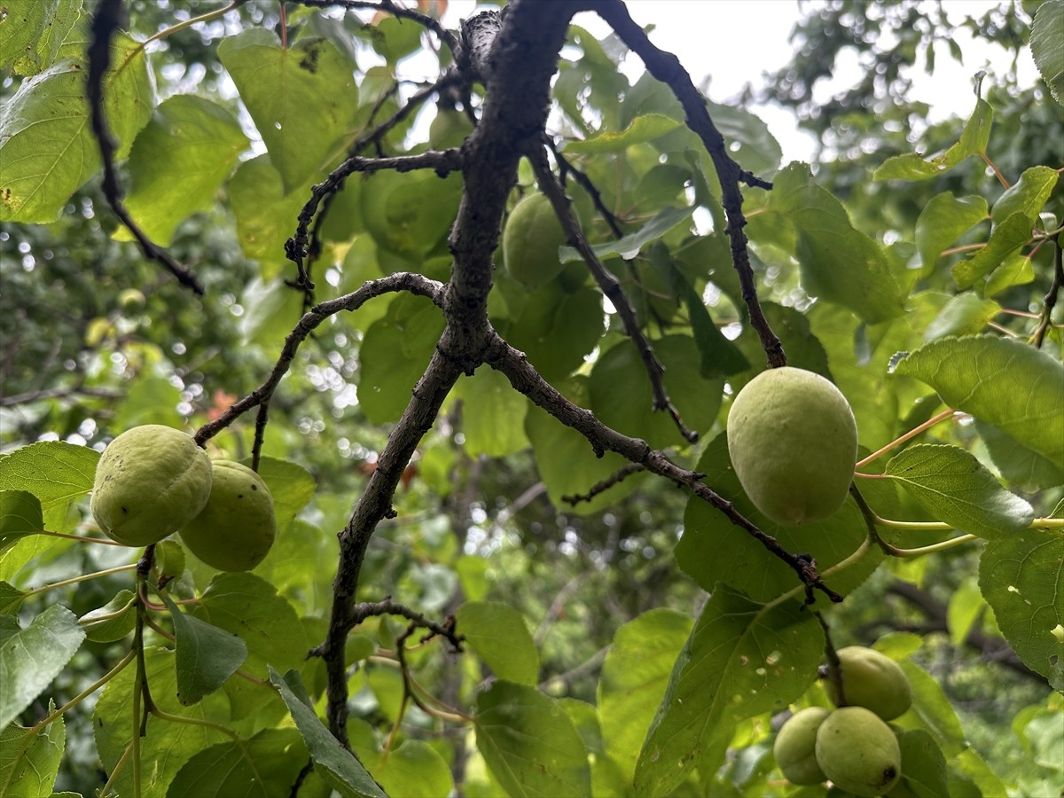 Türkiye'nin en kurak toprakları arasında yer alan Iğdır'da, ilkbahardaki yoğun yağışların...