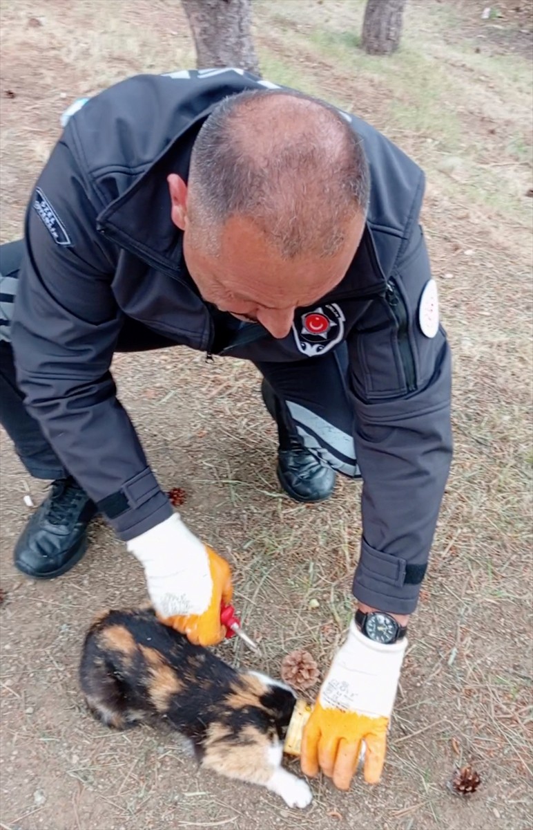 Yozgat'ta başını konserve kutusuna sıkıştıran kediyi, güvenlik görevlisi kurtardı.
