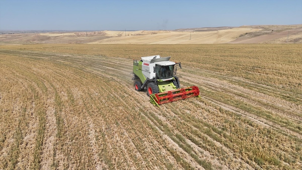 Aksaray'da 500 dönümlük alana ekilerek hasat edilen nohut, ihtiyaç sahiplerine dağıtılacak.