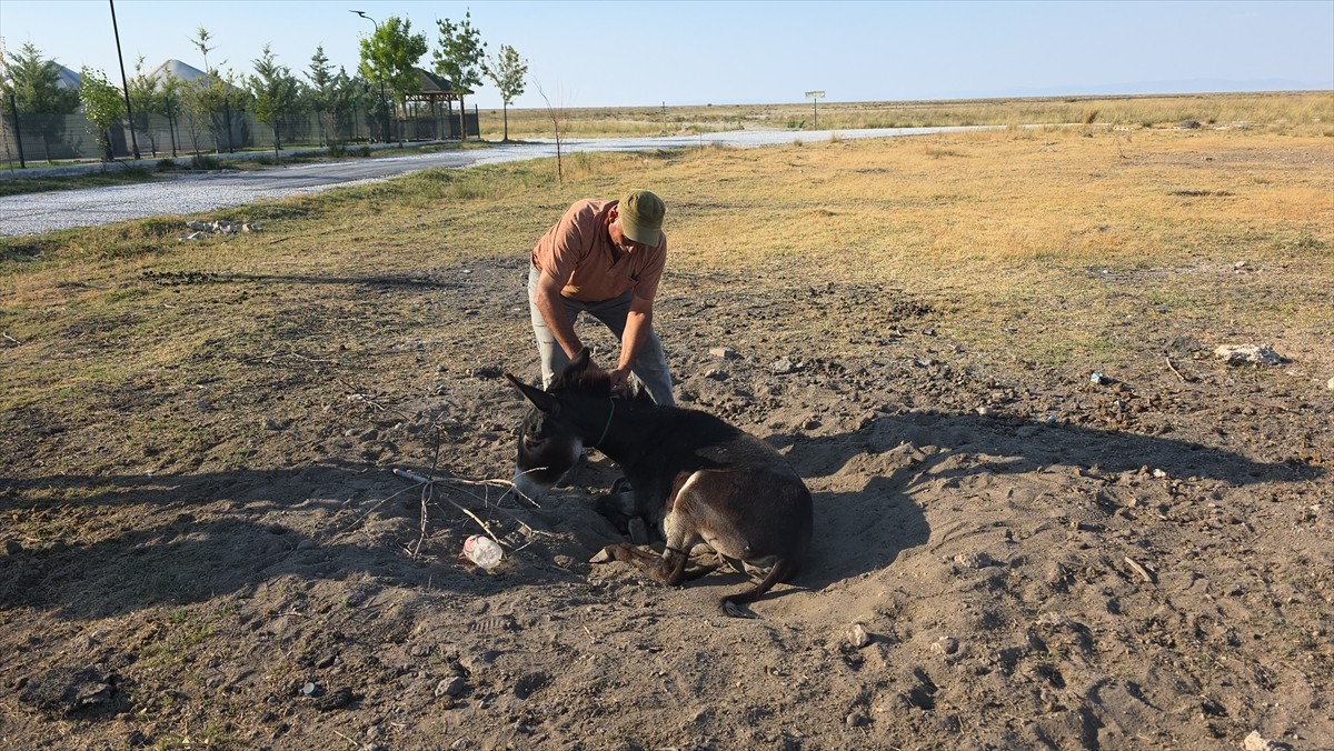 Aksaray'da ayağı kırık halde bulunan eşek, Aksaray Belediyesi Sokak Hayvanları Koruma ve...