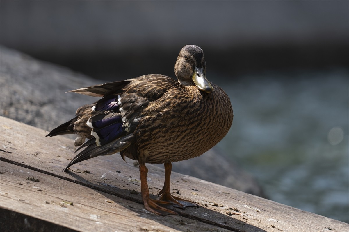 Ankara'nın Dikmen bölgesinde bir vatandaş tarafından yaralı halde bulunan yaban ördeği yavrusu...