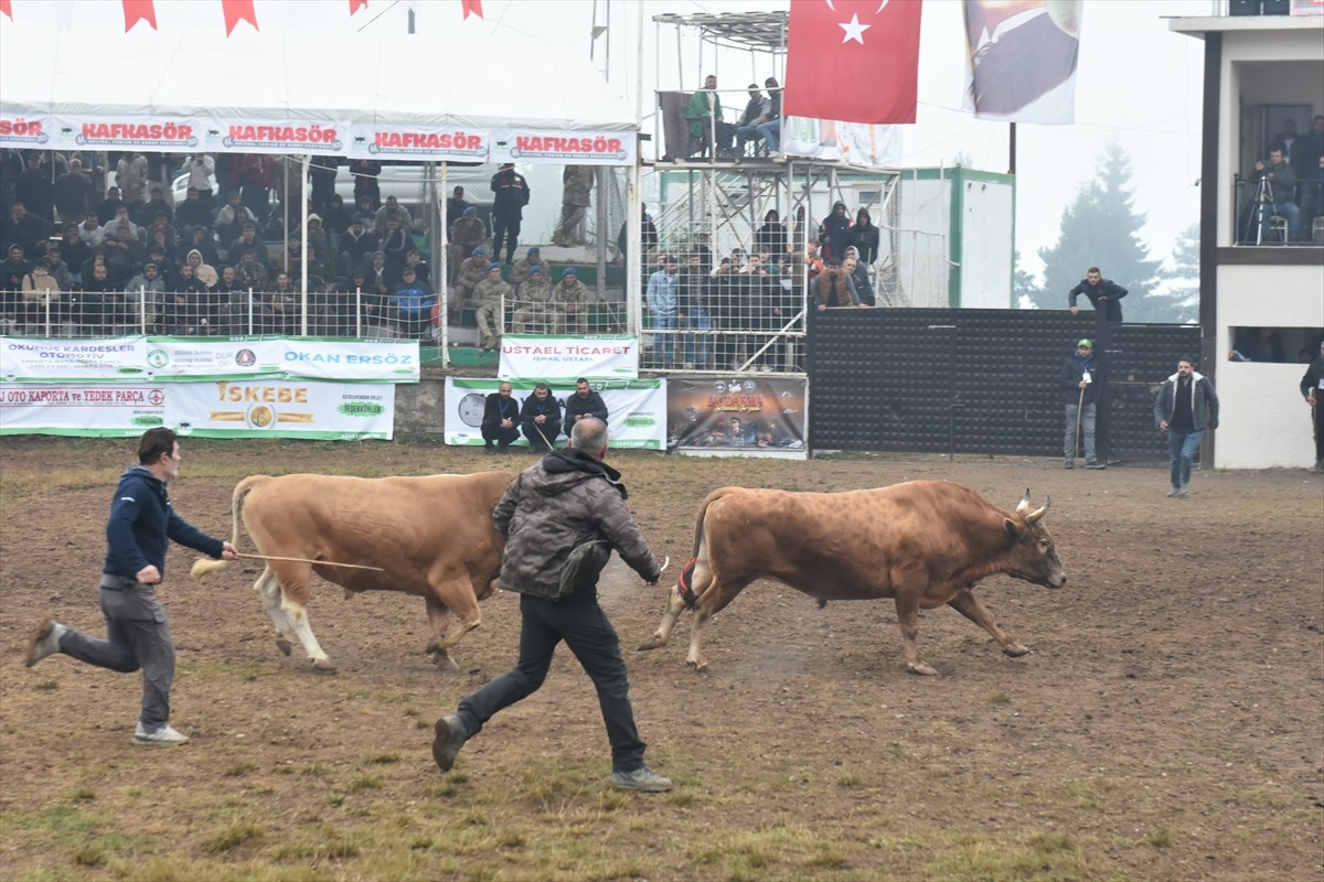 Artvin'de düzenlenen "44. Kafkasör Kültür, Turizm ve Sanat Festivali", ikinci gününde boğa...