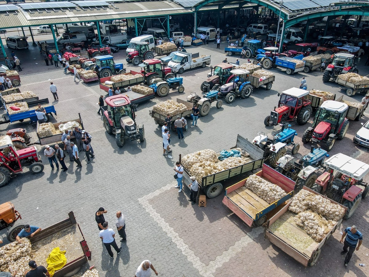 Avrupa Birliği (AB) ve Türkiye'de coğrafi işaret tescili bulunan Taşköprü sarımsağı hasadının...