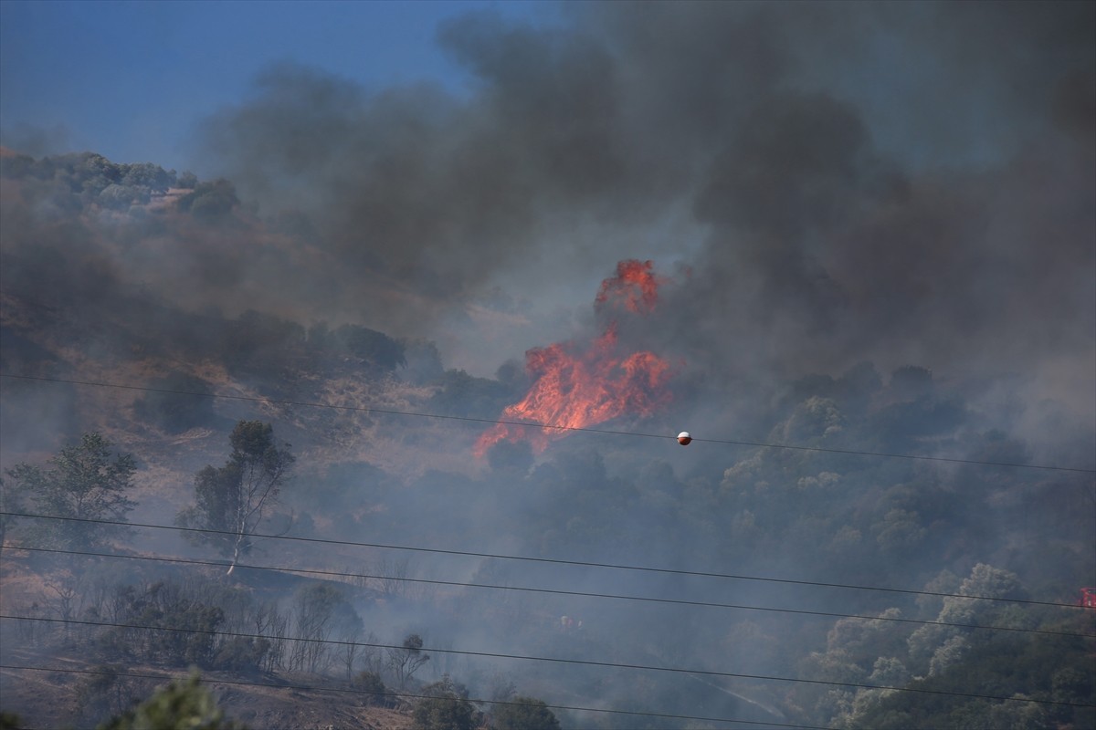 Aydın'ın Efeler ilçesinde zeytin ağaçlarının bulunduğu alanda çıkan yangına havadan ve karadan...