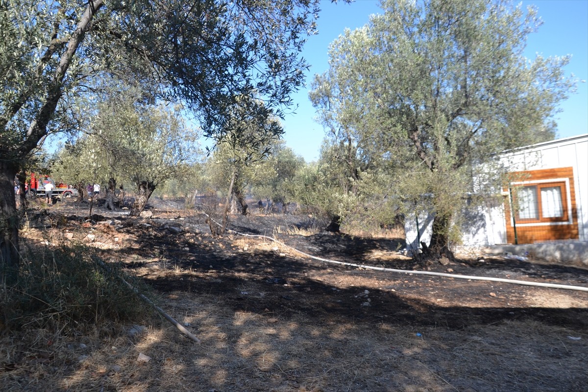 Balıkesir'in Ayvalık ilçesinde, zeytinlikte çıkan yangın söndürüldü.