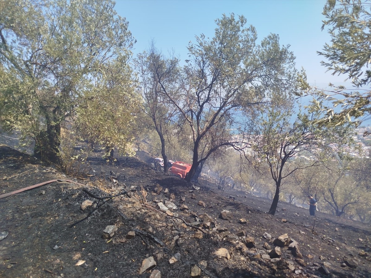 Balıkesir'in Edremit ilçesinde zeytinlik alanda çıkan yangın havadan ve karadan müdahaleyle...