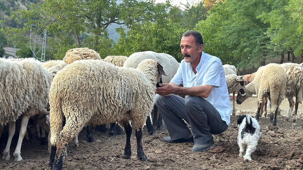 Bartın'da koyun sürüsüne saldırmak isteyen kurt, üzerinde beliren dronu fark ederek...