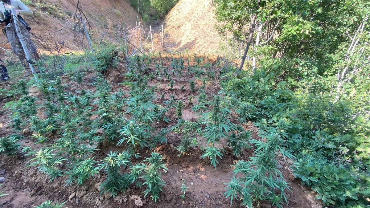 Bingöl'de düzenlenen uyuşturucu operasyonunda 1520 kök Hint keneviri ile 4 bin kök skunk bitkisi...