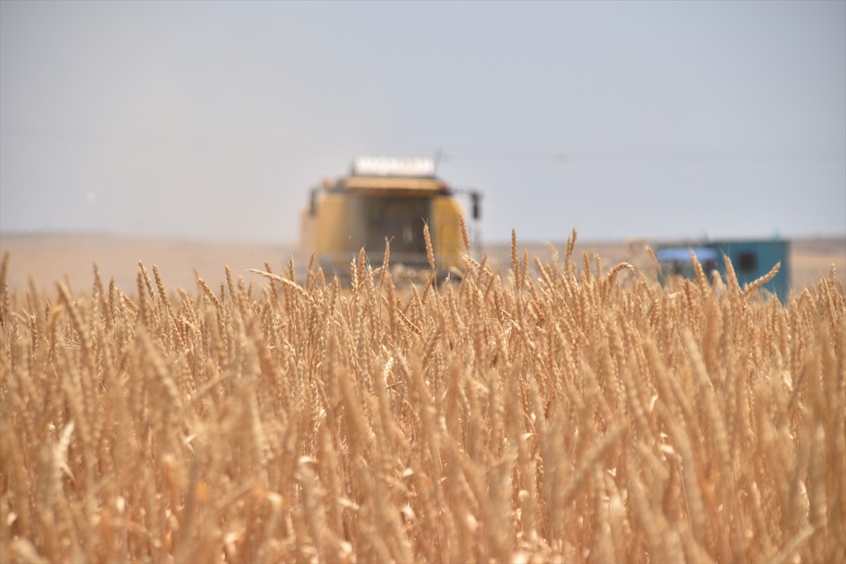 Bitlis'in Ahlat ilçesinde çiftçiler, sıcak havada buğday hasadına başladı. Kentte 500 bin dekar...