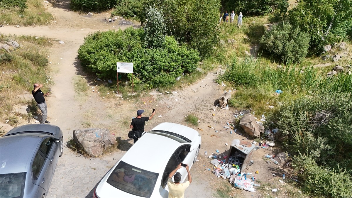 Bitlis'in Tatvan ilçesinde bulunan Nemrut Kalderası'nda yaşayan bozayılar dron ile...