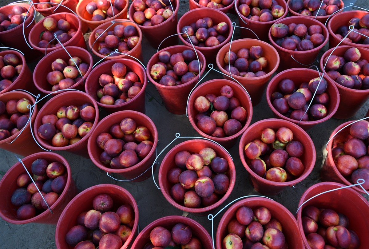 Çanakkale'nin Lapseki ilçesinin önemli bir gelir kayrağı olan, lezzeti, aroması ve rengiyle yurt...