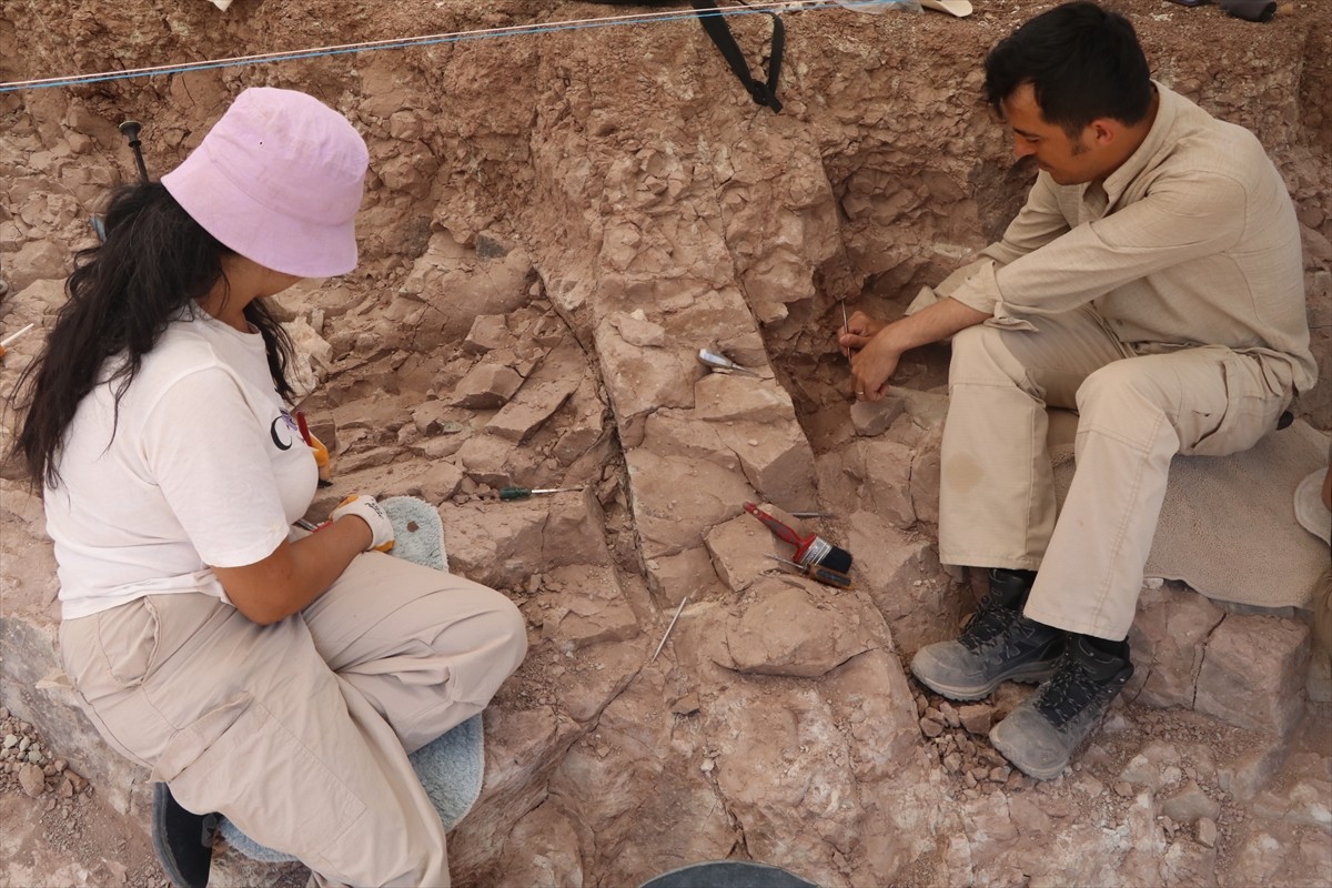 Çankırı'da önceki yıllarda gergedan, kılıç dişli kaplan, zürafa, yaban atları, sırtlan, gelincik...