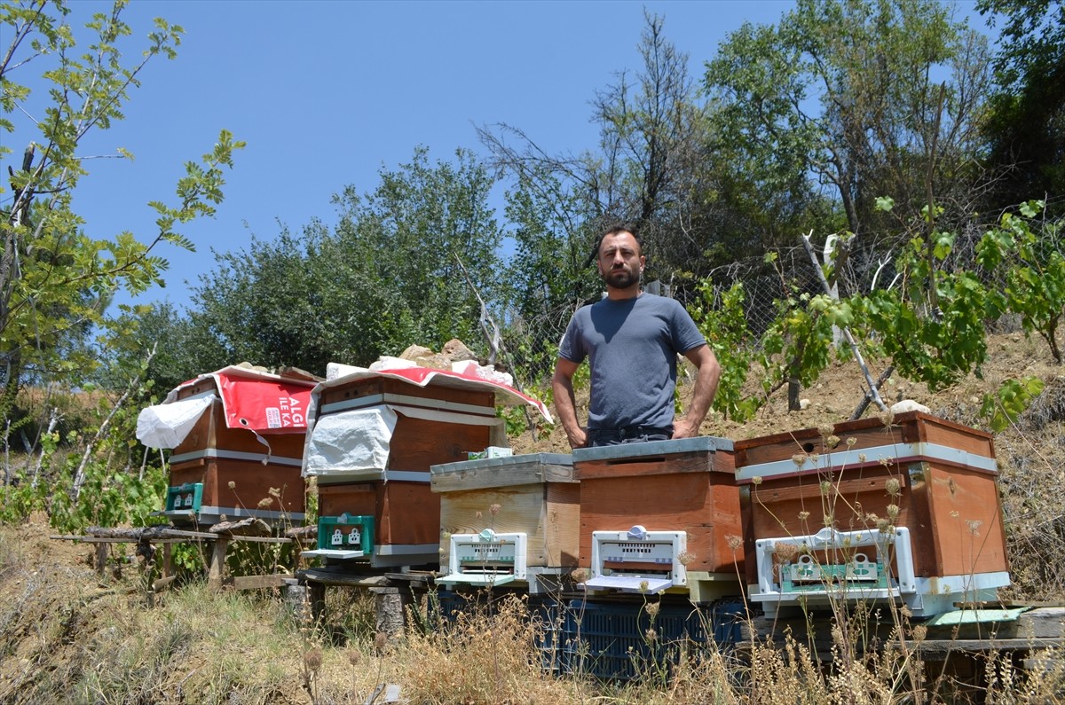 Çorum'un Dodurga ilçesinde arı kovanlarına zarar veren ayı, üreticilerin kurduğu fotokapana...