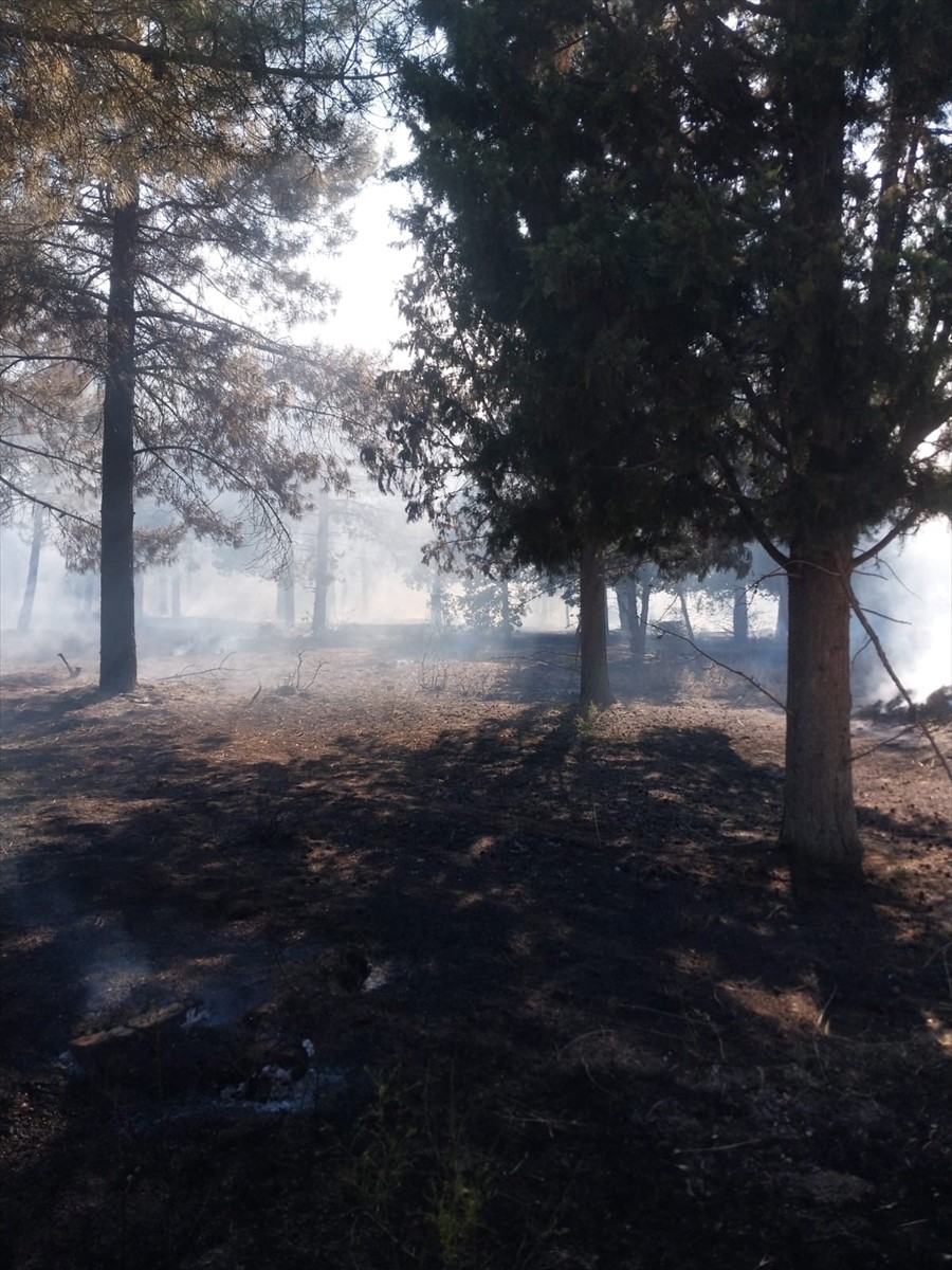 Edirne'nin Enez ilçesinde ormanlık alanda çıkan yangın, ekiplerin havadan ve karadan müdahalesiyle...