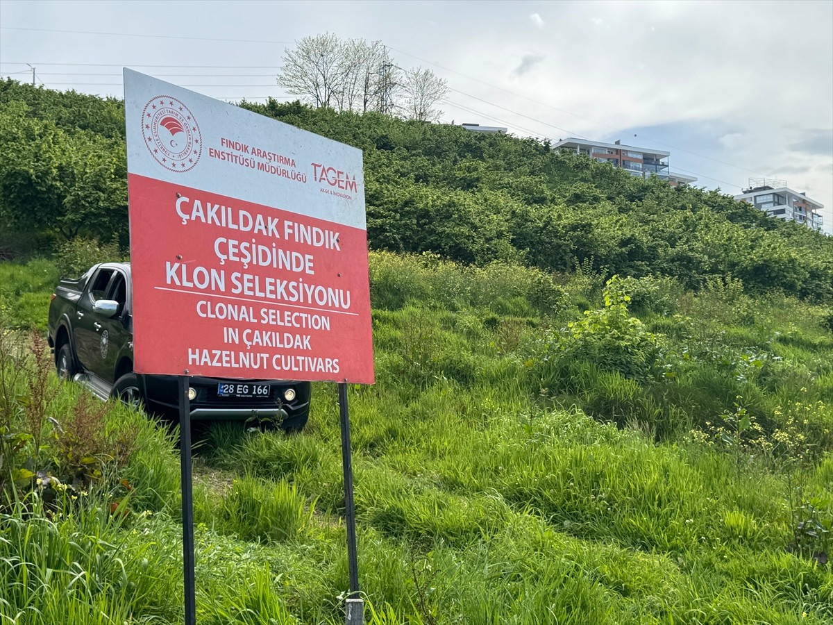 Fındık Araştırma Enstitüsünce (FAE) sürdürülen proje kapsamında, "Çakıldak fındık" türünden...