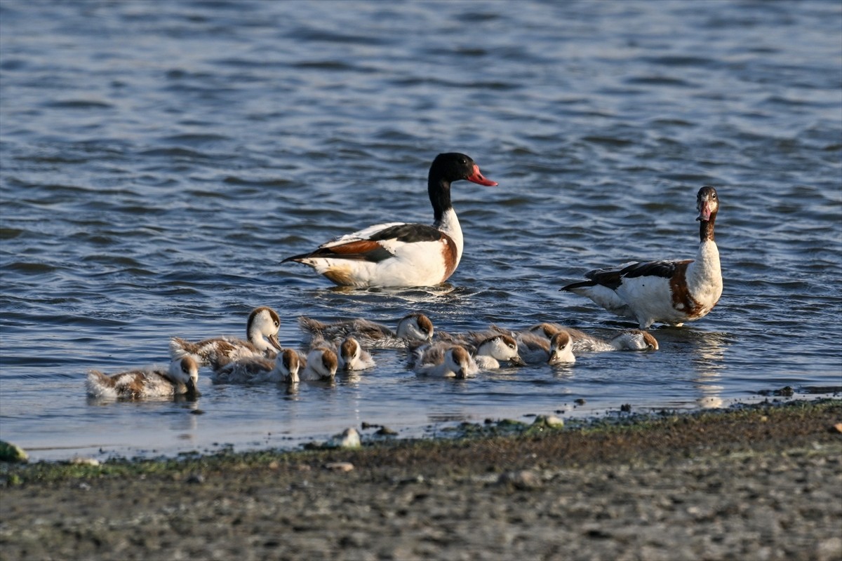 Gaziantep’te birçok farklı türlere ev sahipliği yapan Hancağız Barajı’nda nadir türlerden Suna...