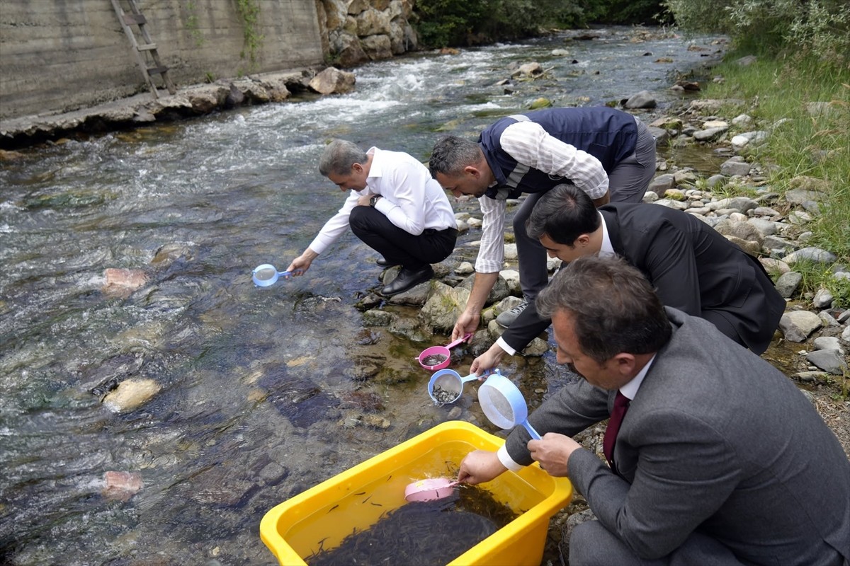 Gümüşhane'nin Torul ilçesindeki Çit Deresi'ne 10 bin kırmızı benekli alabalık yavrusu bırakıldı....