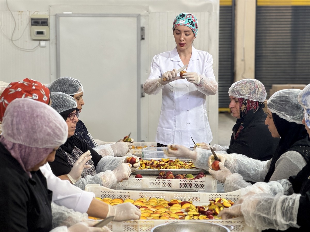 Hatay'da devlet desteğiyle modern hale getirdiği tesisinde meyve ve sebzeleri kurutan depremzede...