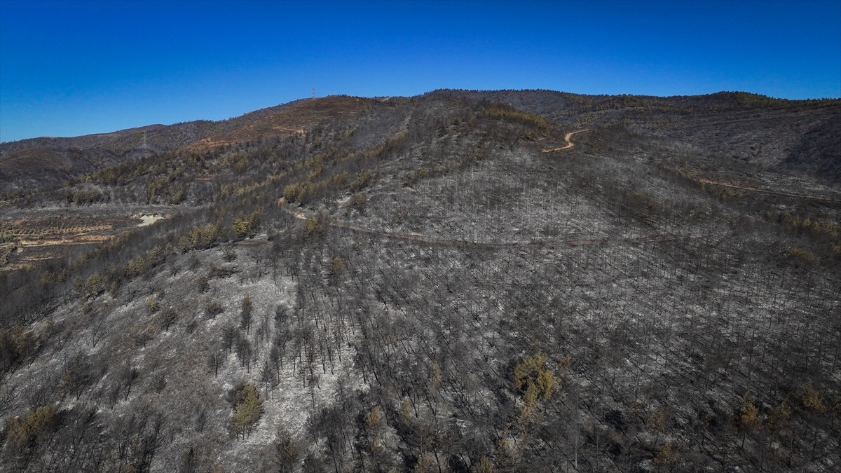 Hatay'ın merkez Antakya ilçesinde kısmen kontrol altına alınan orman yangınında zarar gören...