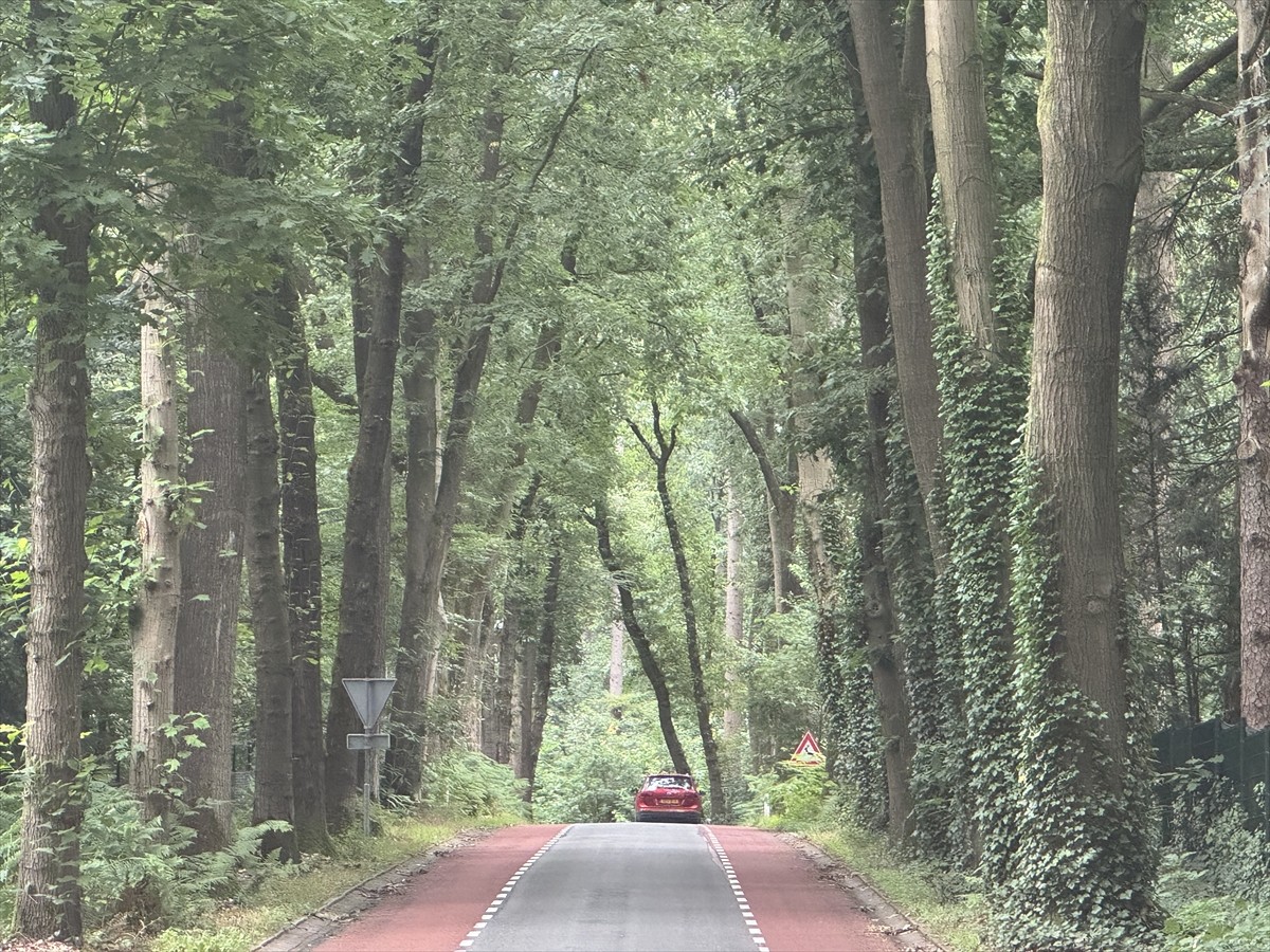 Hollanda'nın Gelderland bölgesinde yer alan Arnhem kentinde kara yollarının kenarındaki ağaçların...