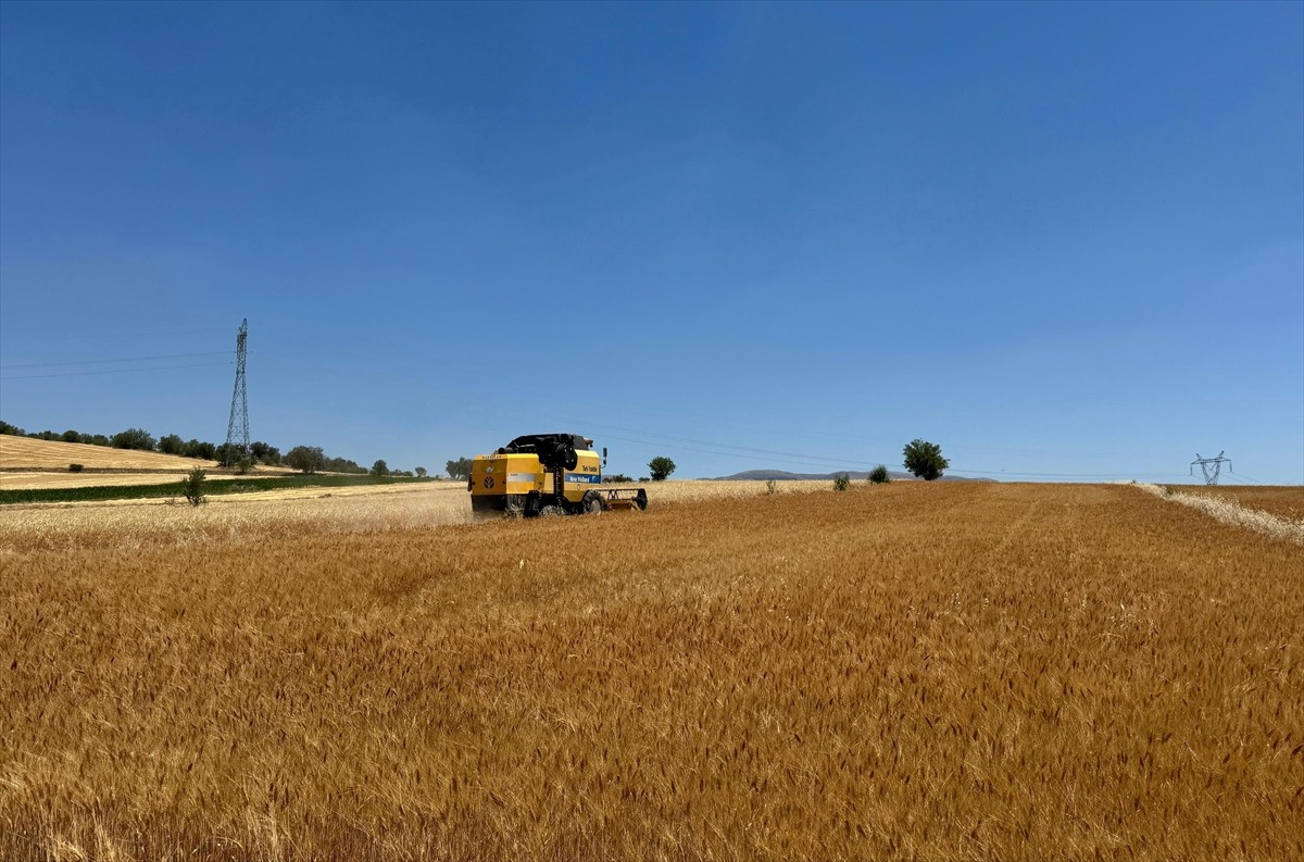 Isparta'nın birçok ilçesinde yaygın olan hububat üretiminin hasat sezonu başladı.