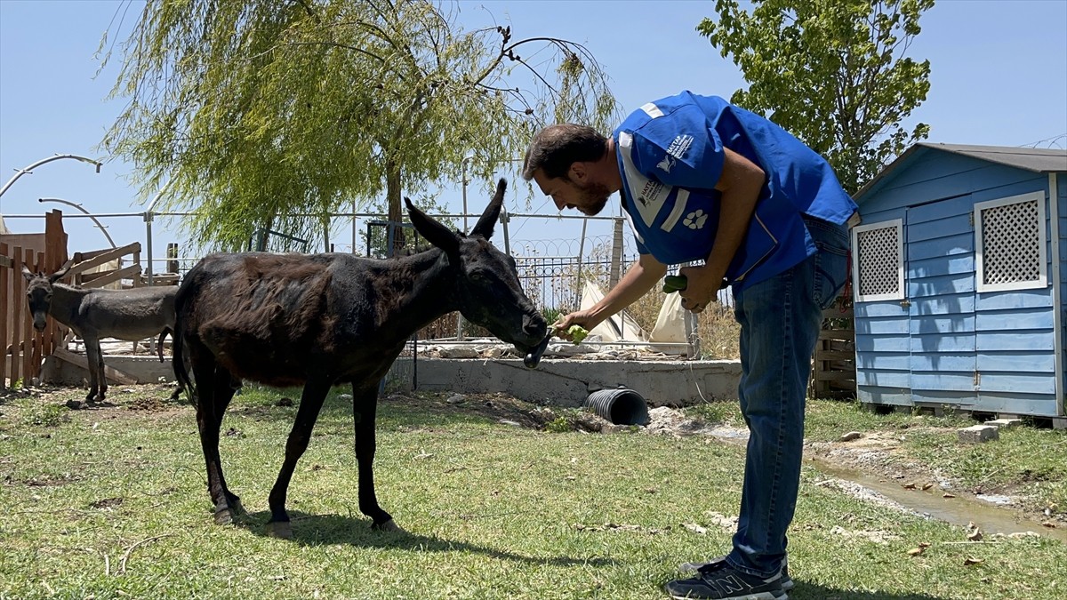 İzmir'in farklı yerlerinde meydana gelen orman yangınlarından olumsuz etkilenen 28 hayvan, Hayvan...