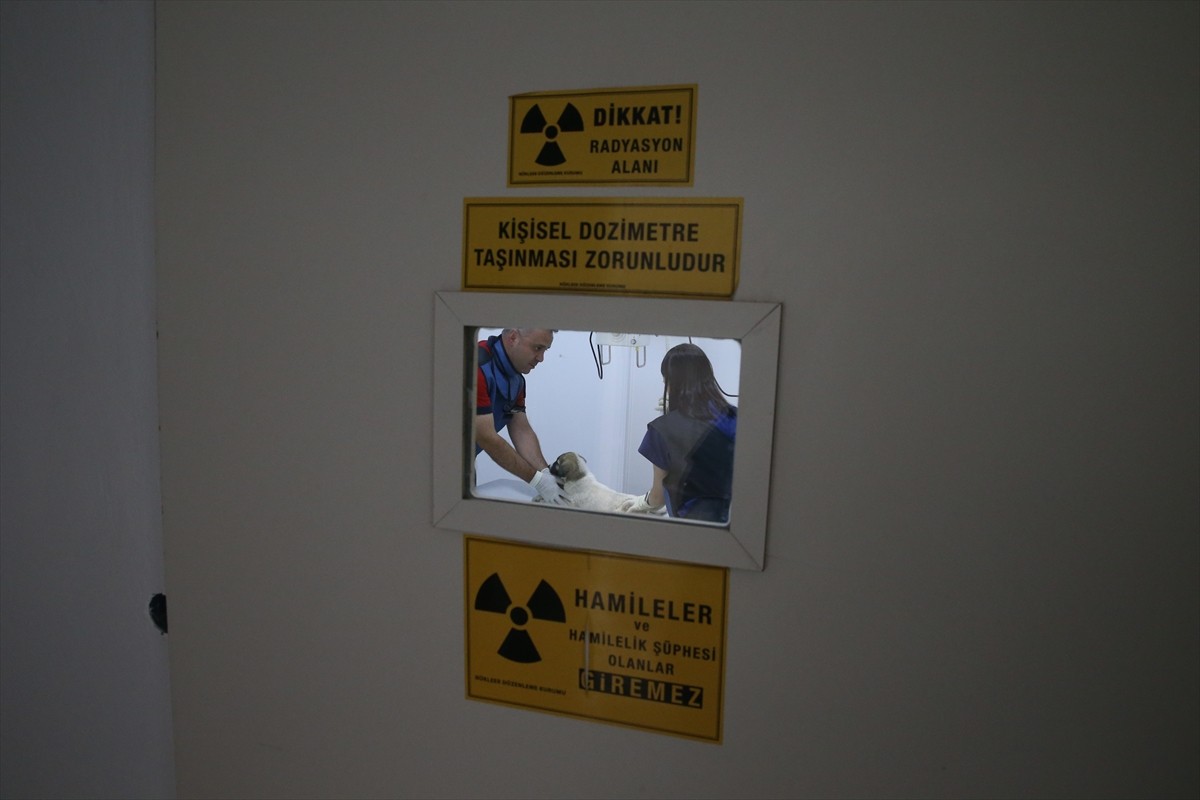 Kahramanmaraş'taki Kapıçam Sahipsiz Hayvan Bakımevi'nde son 6 ayda 2 bin 329 hayvan tedavi edildi....