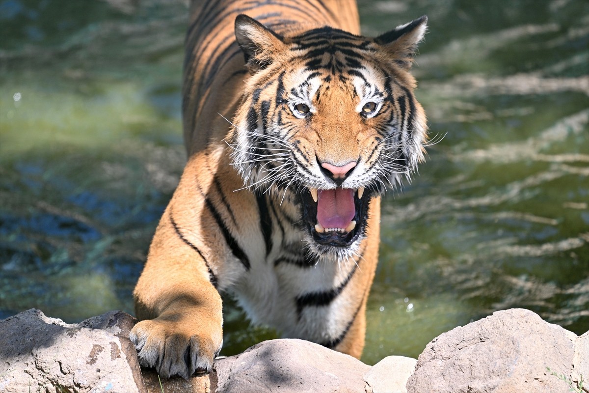Kaplanları koruma konusunda farkındalığı artırmak için her yıl 29 Temmuz, Uluslararası Kaplan Günü...