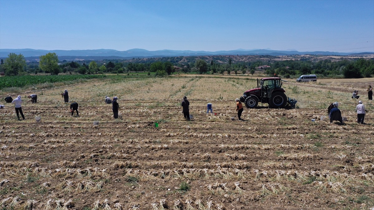 Kastamonu'nun Taşköprü ilçesinde "beyaz altın" olarak nitelendirilen sarımsağın hasadı, zaman...