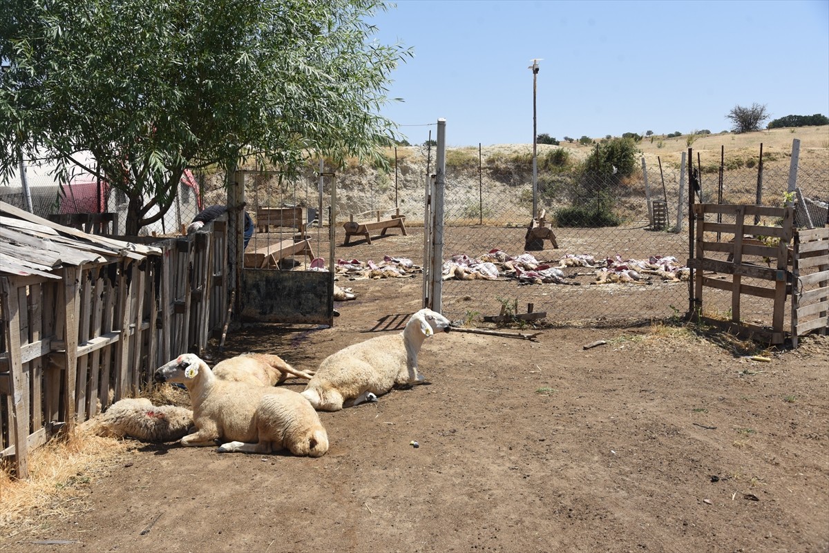 Kırıkkale'nin Bahşılı ilçesinde iki ağılda 200 küçükbaş hayvan telef oldu.
