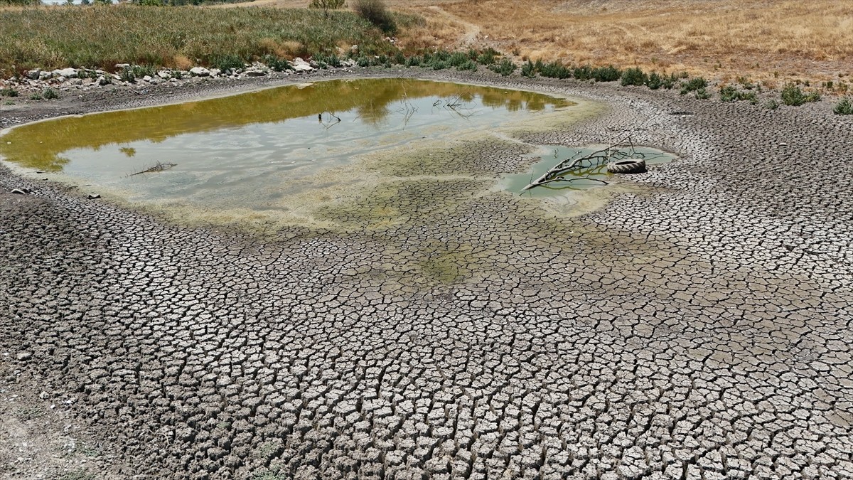 Kırklareli'nde kuruma noktasına gelen Müsellim Göleti'ndeki balıklar öldü. Bölgede etkili olan...
