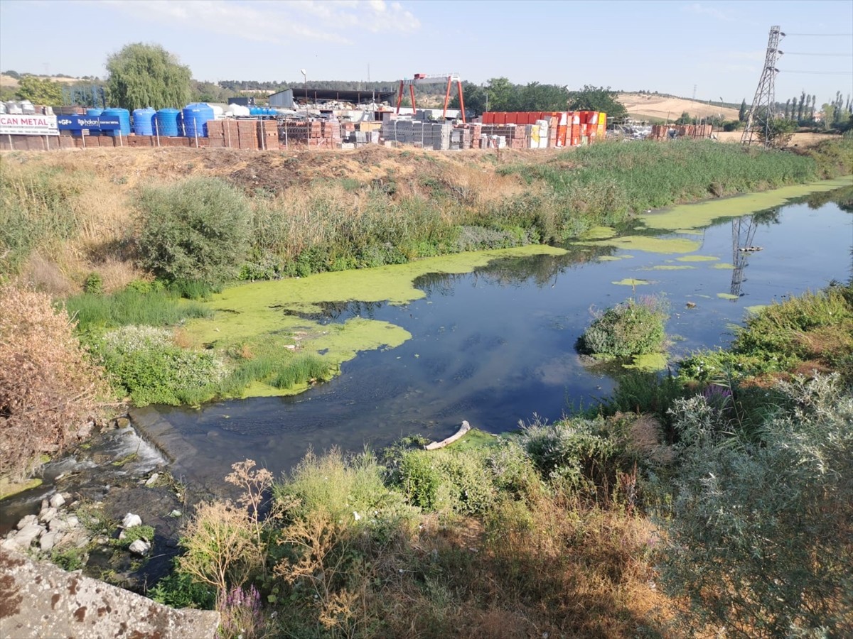  Kırklareli'nin kuraklık nedeniyle debisi düşen Lüleburgaz Deresi'nin yüzeyi yosunla...