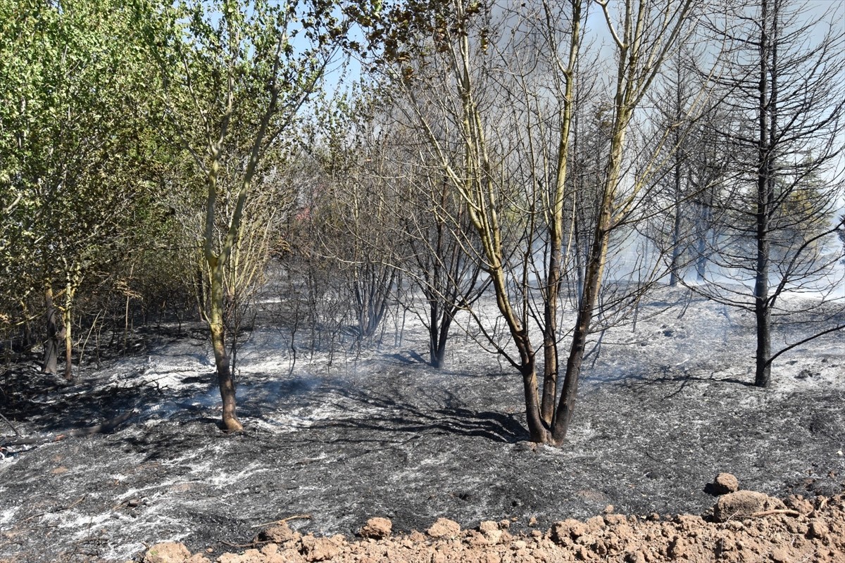  Kırklareli'nin Lüleburgaz ilçesinde anızdan ağaçlık alana sıçrayan yangın söndürüldü.