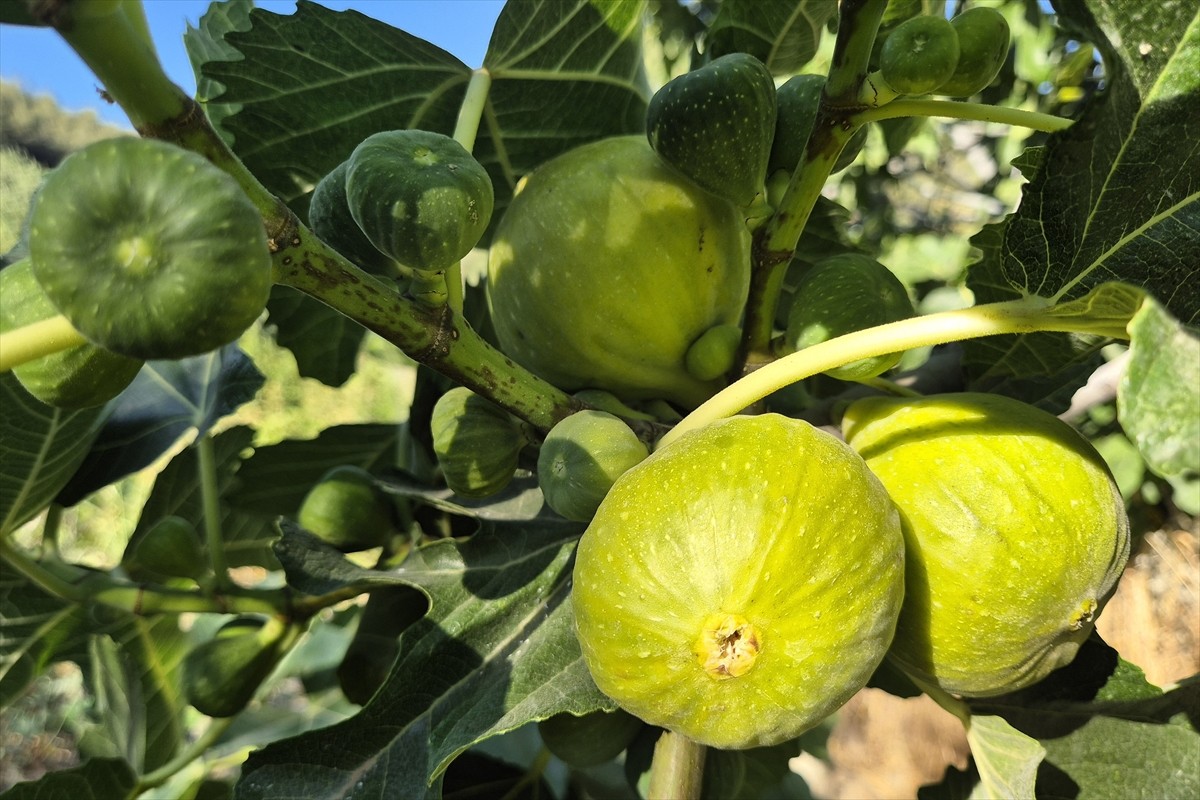 Manisa'nın Turgutlu ilçesinde yetişen ve yıl içerisinde bir ağaçtan 7 kez meyve alınması nedeniyle...