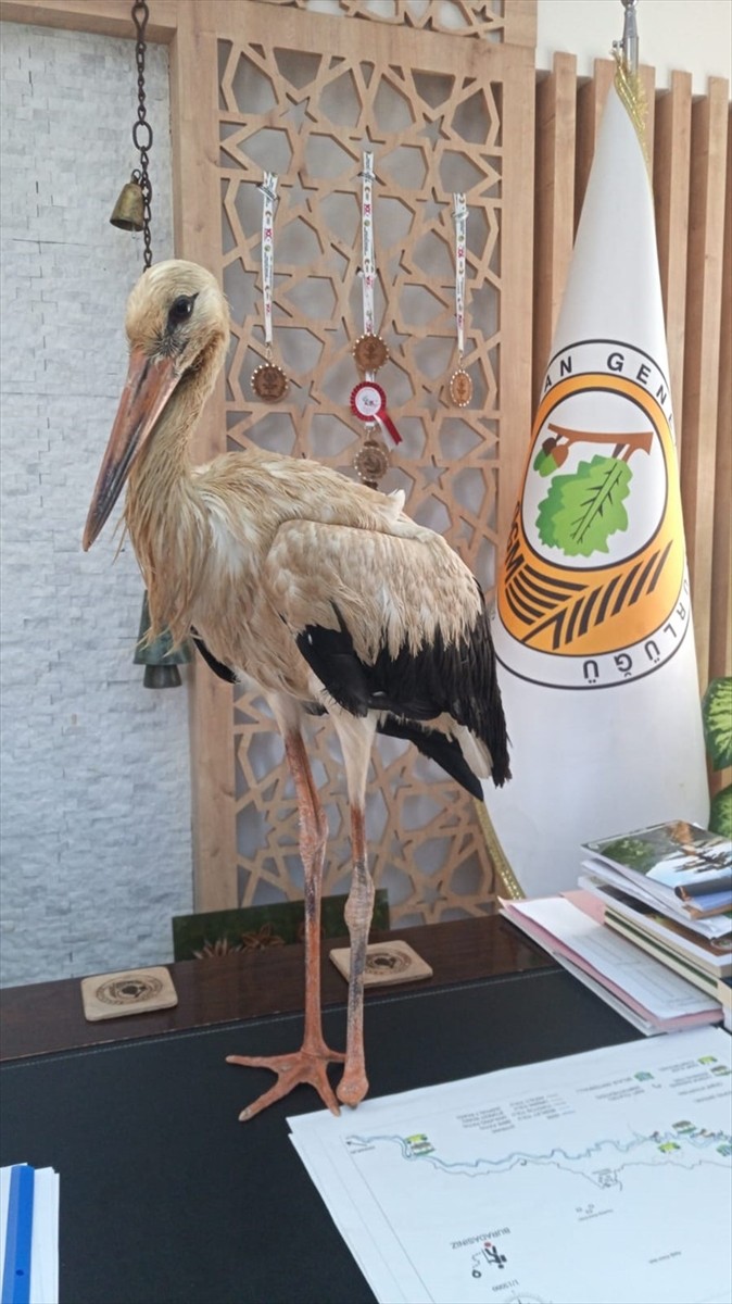 Mersin'in Anamur ilçesinde, orman yangınlarından kaçtığı değerlendirilen yaralı leylek, Orman...